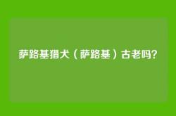 萨路基猎犬（萨路基）古老吗？
