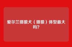 爱尔兰猎狼犬（猎狼）体型最大吗？