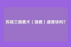 苏格兰猎鹿犬（猎鹿）速度快吗？