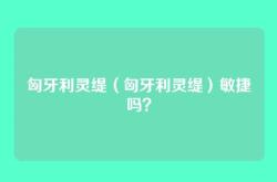 匈牙利灵缇（匈牙利灵缇）敏捷吗？