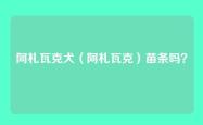 阿札瓦克犬（阿札瓦克）苗条吗？