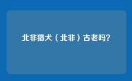 北非猎犬（北非）古老吗？