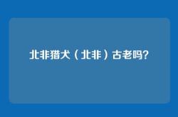 北非猎犬（北非）古老吗？
