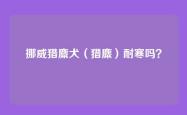 挪威猎麋犬（猎麋）耐寒吗？