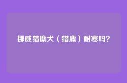 挪威猎麋犬（猎麋）耐寒吗？