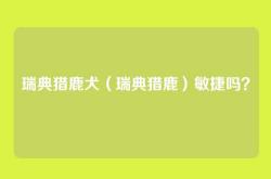 瑞典猎鹿犬（瑞典猎鹿）敏捷吗？