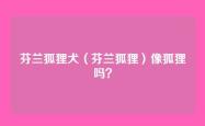 芬兰狐狸犬（芬兰狐狸）像狐狸吗？