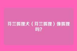 芬兰狐狸犬（芬兰狐狸）像狐狸吗？