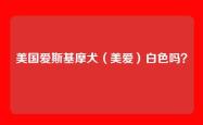 美国爱斯基摩犬（美爱）白色吗？