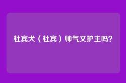 杜宾犬（杜宾）帅气又护主吗？