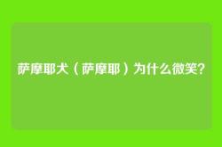 萨摩耶犬（萨摩耶）为什么微笑？