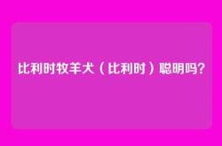 比利时牧羊犬（比利时）聪明吗？