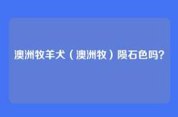 澳洲牧羊犬（澳洲牧）陨石色吗？