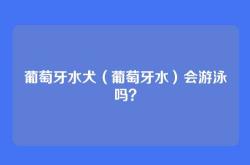 葡萄牙水犬（葡萄牙水）会游泳吗？