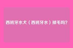 西班牙水犬（西班牙水）掉毛吗？