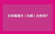 日本狐狸犬（日狐）白色吗？