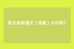 意大利狐狸犬（意狐）小巧吗？