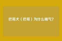 巴哥犬（巴哥）为什么喘气？