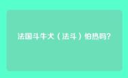 法国斗牛犬（法斗）怕热吗？