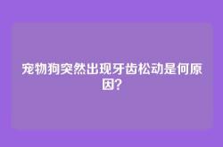 宠物狗突然出现牙齿松动是何原因？