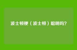 波士顿梗（波士顿）聪明吗？