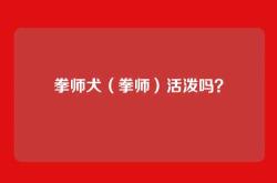 拳师犬（拳师）活泼吗？