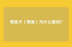 博美犬（博美）为什么爱叫？