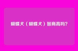 蝴蝶犬（蝴蝶犬）智商高吗？