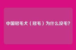 中国冠毛犬（冠毛）为什么没毛？
