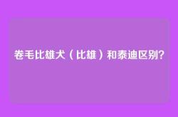 卷毛比雄犬（比雄）和泰迪区别？