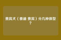 贵宾犬（泰迪 贵宾）分几种体型？