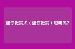 迷你贵宾犬（迷你贵宾）聪明吗？