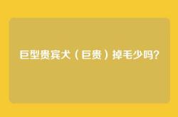 巨型贵宾犬（巨贵）掉毛少吗？