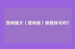 雪纳瑞犬（雪纳瑞）需要拔毛吗？