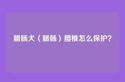 腊肠犬（腊肠）腰椎怎么保护？