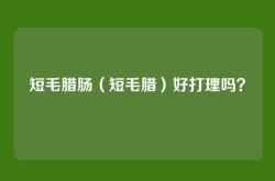 短毛腊肠（短毛腊）好打理吗？