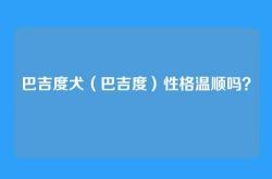 巴吉度犬（巴吉度）性格温顺吗？