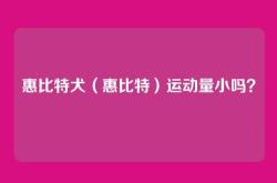 惠比特犬（惠比特）运动量小吗？