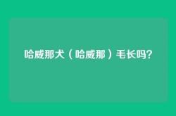哈威那犬（哈威那）毛长吗？