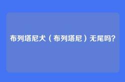 布列塔尼犬（布列塔尼）无尾吗？