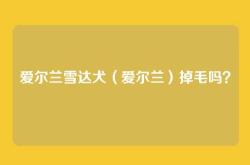 爱尔兰雪达犬（爱尔兰）掉毛吗？