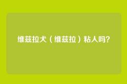 维兹拉犬（维兹拉）粘人吗？
