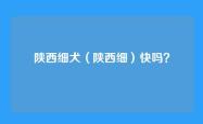 陕西细犬（陕西细）快吗？