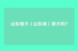 山东细犬（山东细）猎犬吗？
