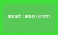 蒙古细犬（蒙古细）高大吗？