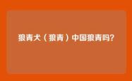 狼青犬（狼青）中国狼青吗？