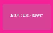 五红犬（五红）漂亮吗？