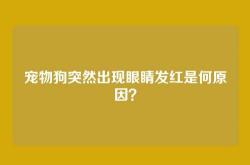 宠物狗突然出现眼睛发红是何原因？