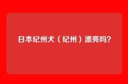 日本纪州犬（纪州）漂亮吗？