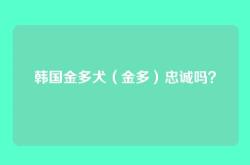 韩国金多犬（金多）忠诚吗？
